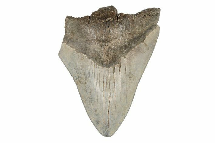 Partial, Fossil Megalodon Tooth #193972